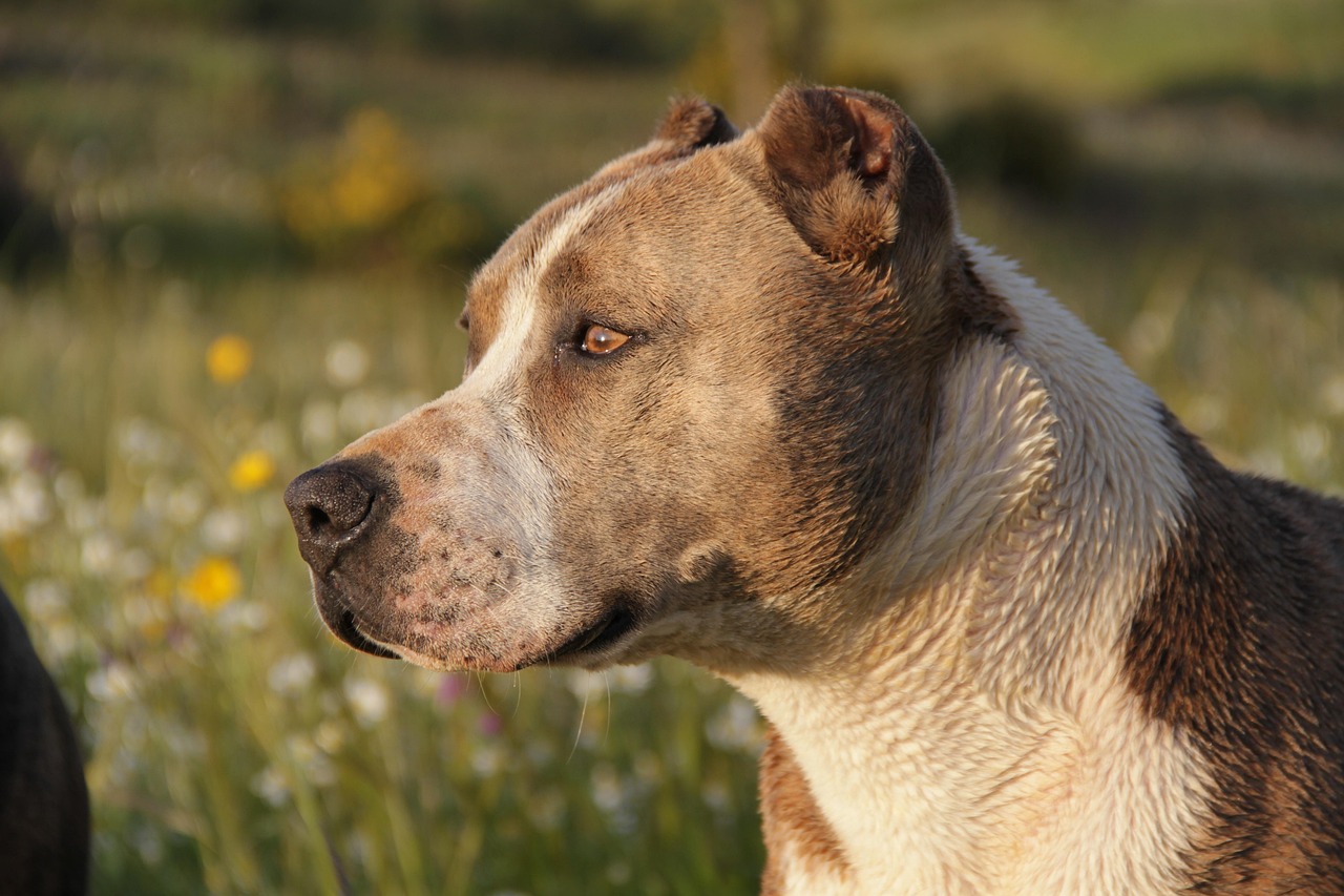 最新比特战犬买卖信息深度解析