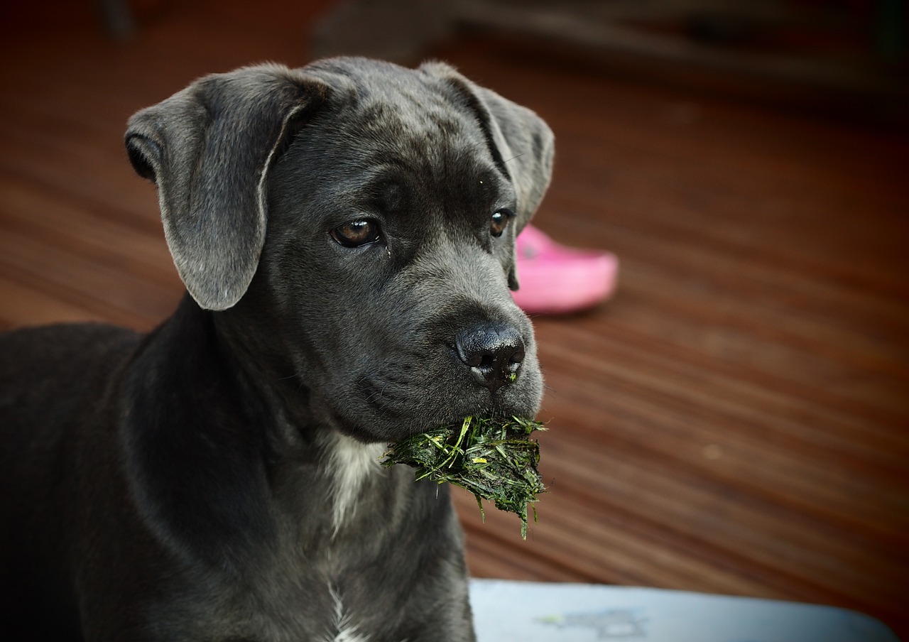 最新卡斯罗犬打架视频，观察与解析