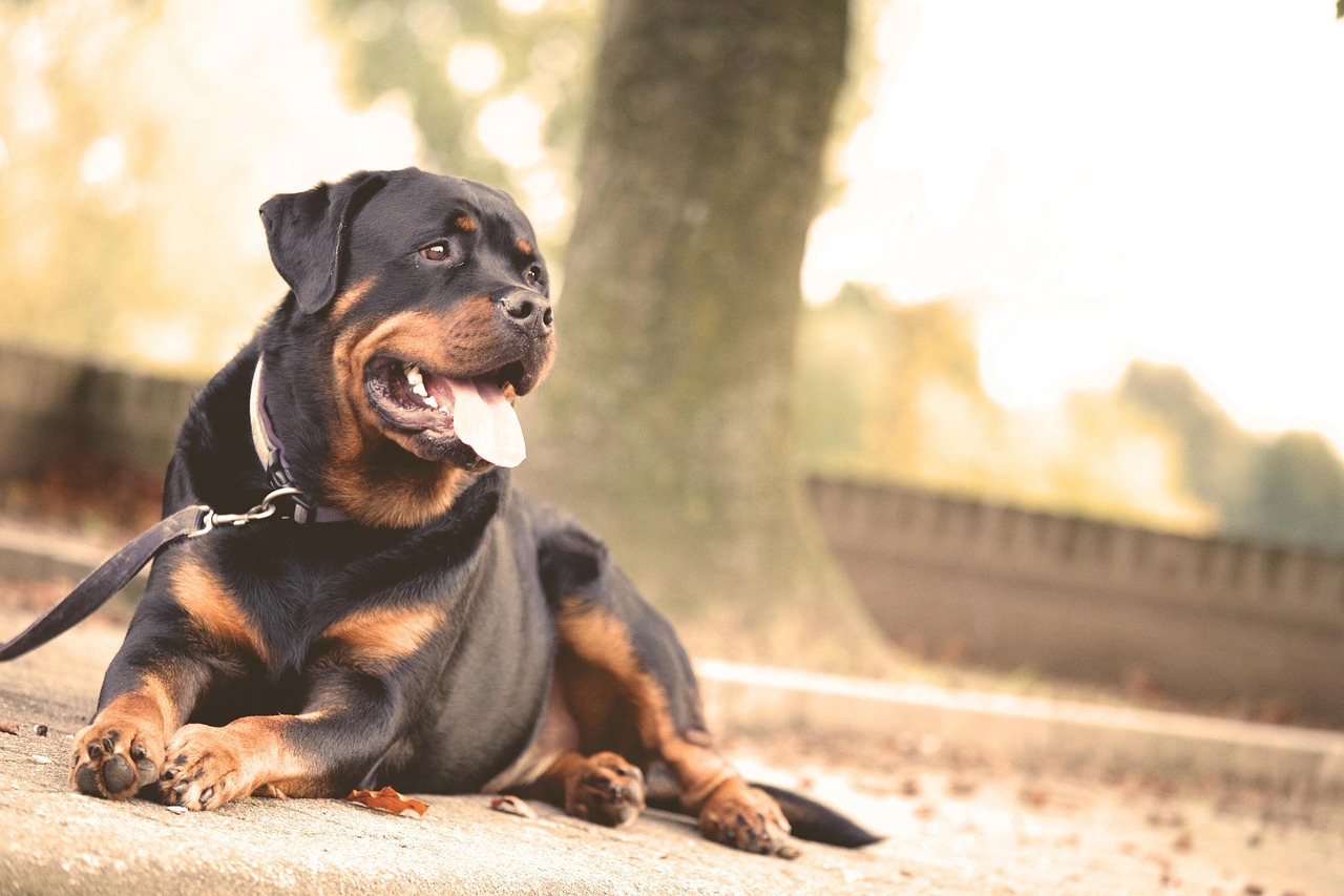 最新卡斯罗犬打架视频，观察与解析