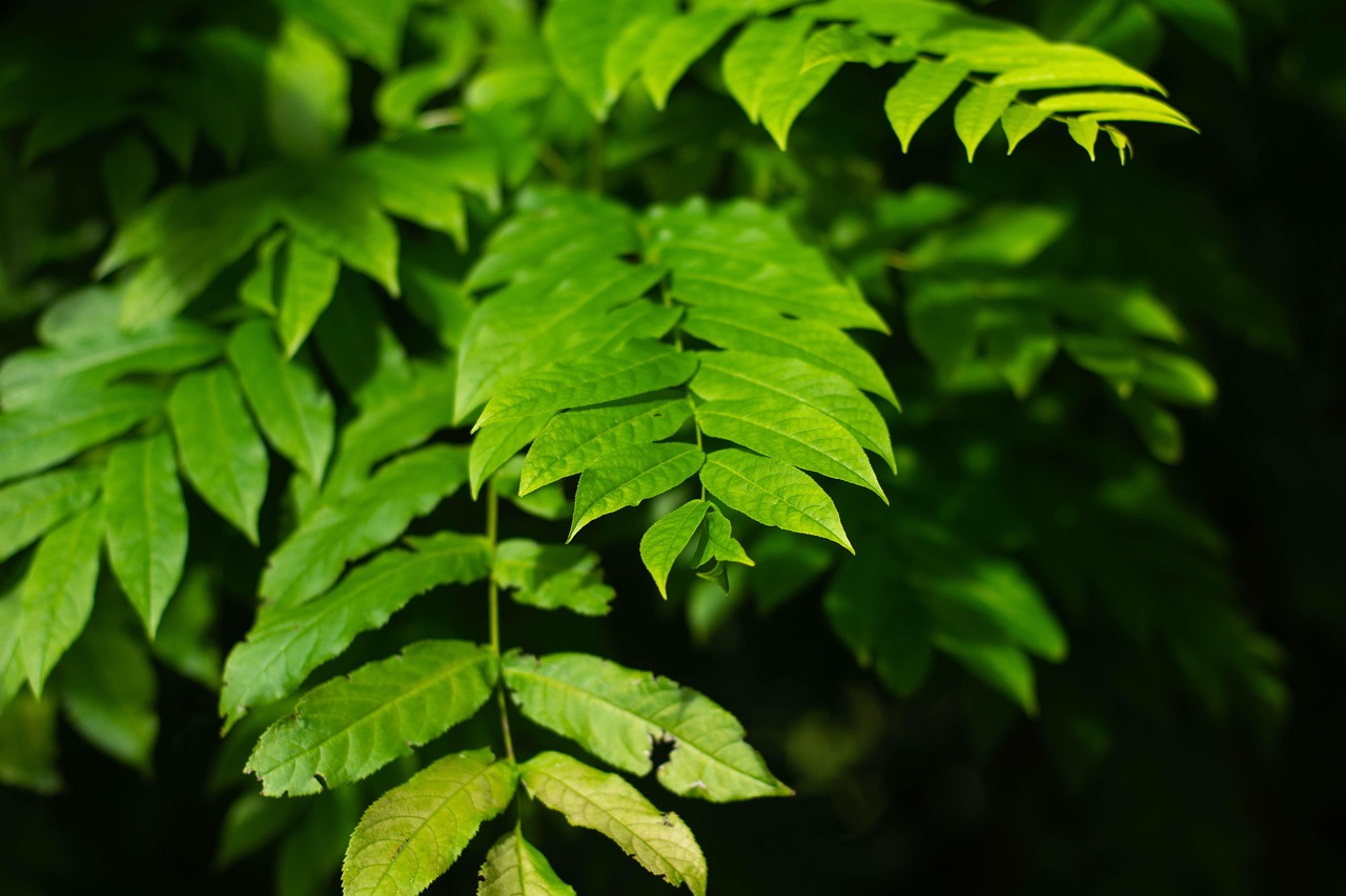 花冲公园最新动态，焕发新生的城市绿洲