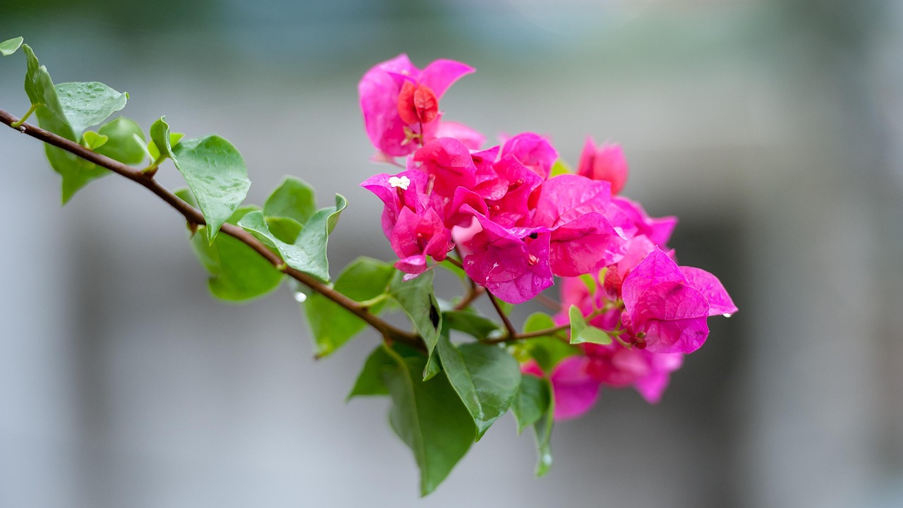 最新生肖2016桃花运分析