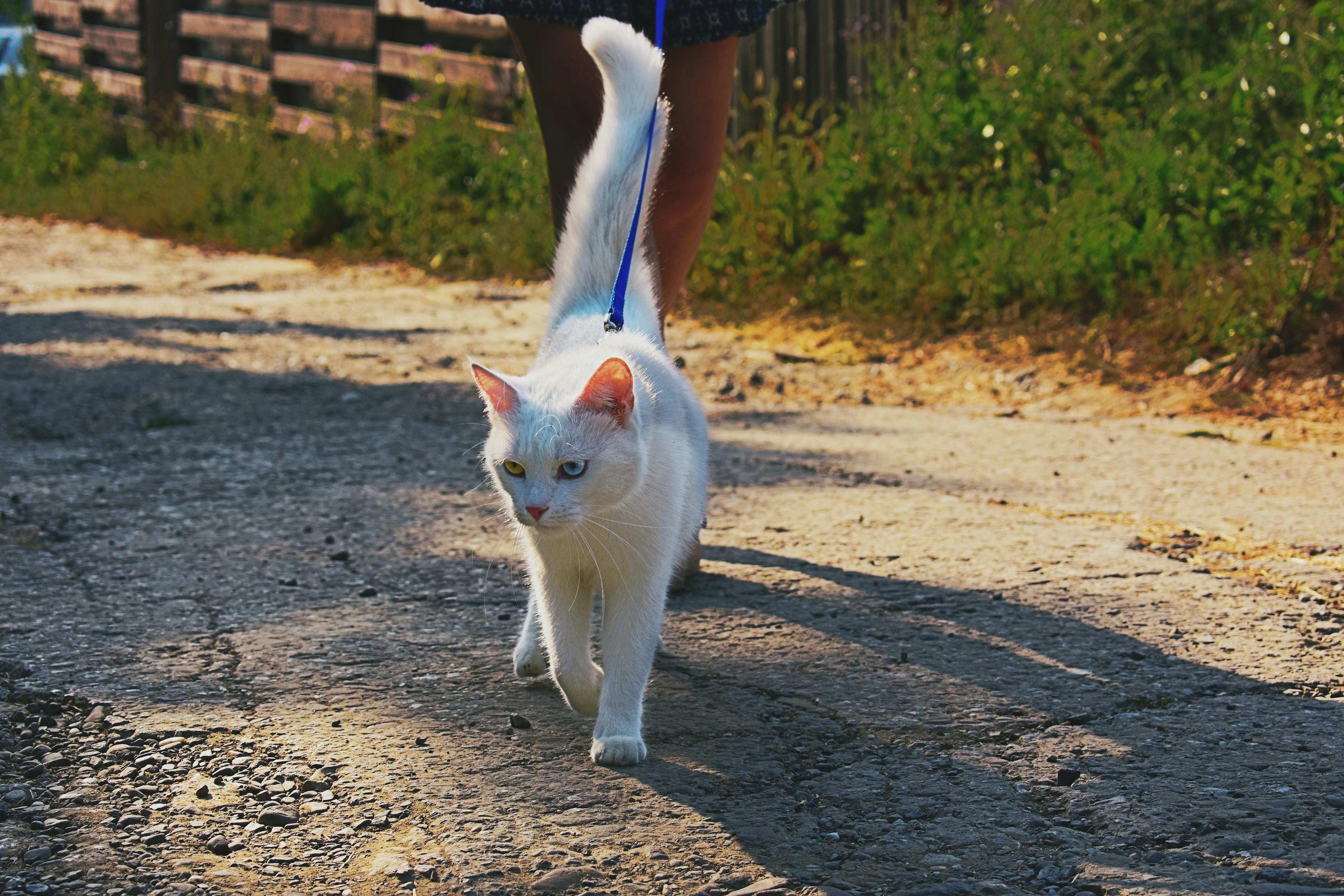 猫石对话最新一周运势解析